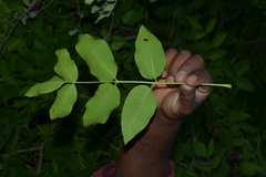 Schrebera swietenioides